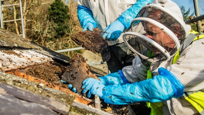 Gwenynwyr yn ailgartrefu gwenyn yn ofalus o do Plas yn Rhiw